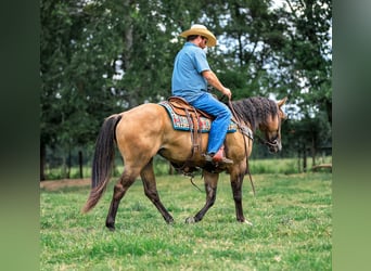 American Quarter Horse, Klacz, 5 lat, 152 cm, Bułana