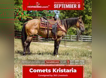 American Quarter Horse, Klacz, 5 lat, 152 cm, Bułana