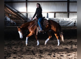 American Quarter Horse, Klacz, 5 lat, 152 cm, Cisawa