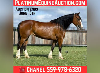 American Quarter Horse, Klacz, 5 lat, 152 cm, Gniada