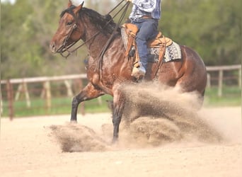 American Quarter Horse, Klacz, 5 lat, 152 cm, Gniadodereszowata
