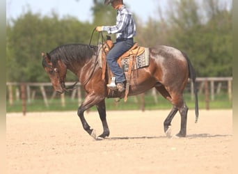American Quarter Horse, Klacz, 5 lat, 152 cm, Gniadodereszowata