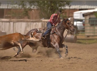 American Quarter Horse, Klacz, 5 lat, 152 cm, Gniadodereszowata