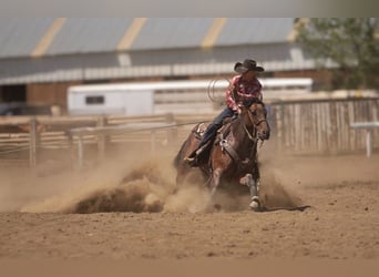 American Quarter Horse, Klacz, 5 lat, 152 cm, Gniadodereszowata