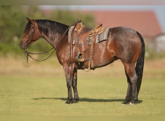 American Quarter Horse, Klacz, 5 lat, 152 cm, Gniadodereszowata