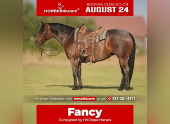 American Quarter Horse, Klacz, 5 lat, 152 cm, Gniadodereszowata