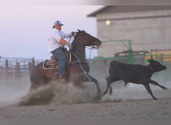 American Quarter Horse, Klacz, 5 lat, 152 cm, Gniadodereszowata