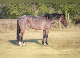 American Quarter Horse, Klacz, 5 lat, 152 cm, Gniadodereszowata