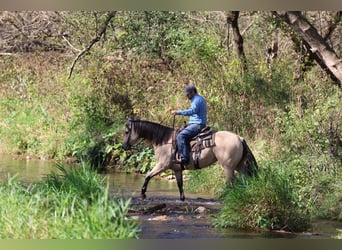 American Quarter Horse, Klacz, 5 lat, 152 cm, Jelenia