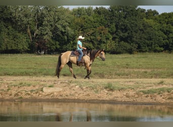 American Quarter Horse, Klacz, 5 lat, 152 cm, Jelenia