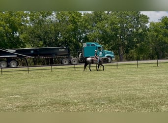 American Quarter Horse, Klacz, 5 lat, 152 cm, Karodereszowata