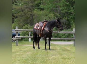 American Quarter Horse, Klacz, 5 lat, 152 cm, Karodereszowata
