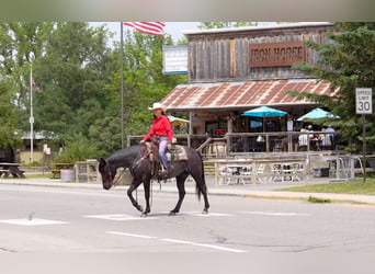 American Quarter Horse, Klacz, 5 lat, 152 cm, Karodereszowata