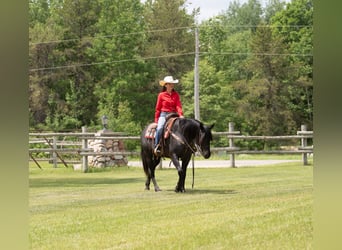 American Quarter Horse, Klacz, 5 lat, 152 cm, Karodereszowata