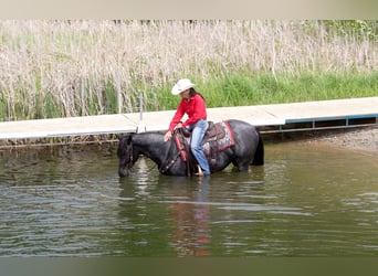 American Quarter Horse, Klacz, 5 lat, 152 cm, Karodereszowata
