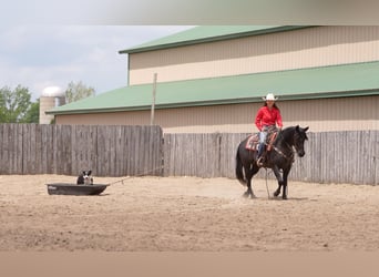 American Quarter Horse, Klacz, 5 lat, 152 cm, Karodereszowata