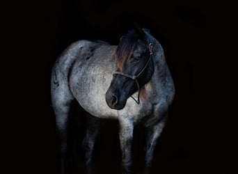 American Quarter Horse, Klacz, 5 lat, 152 cm, Karodereszowata