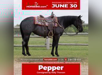 American Quarter Horse, Klacz, 5 lat, 152 cm, Karodereszowata