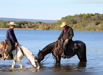 American Quarter Horse Mix, Klacz, 5 lat, 152 cm, Karodereszowata
