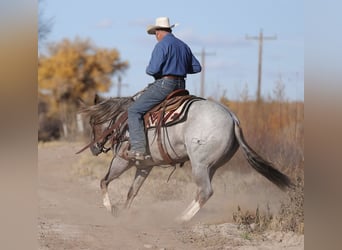 American Quarter Horse, Klacz, 5 lat, 152 cm, Kasztanowatodereszowata