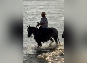 American Quarter Horse, Klacz, 5 lat, 152 cm, Kasztanowatodereszowata