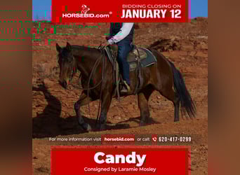 American Quarter Horse, Klacz, 5 lat, 152 cm