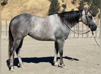 American Quarter Horse, Klacz, 5 lat, 152 cm, Siwa jabłkowita