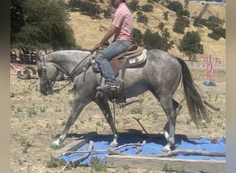 American Quarter Horse, Klacz, 5 lat, 152 cm, Siwa jabłkowita