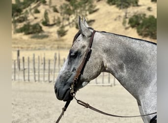 American Quarter Horse, Klacz, 5 lat, 152 cm, Siwa jabłkowita