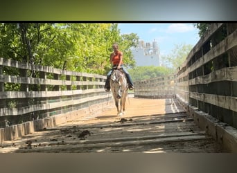 American Quarter Horse, Klacz, 5 lat, 152 cm, Siwa