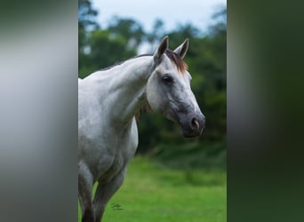 American Quarter Horse, Klacz, 5 lat, 152 cm, Siwa