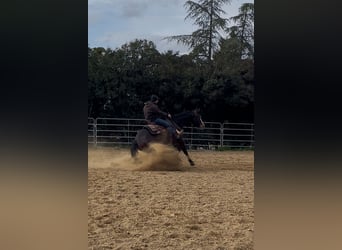 American Quarter Horse, Klacz, 5 lat, 153 cm, Ciemnogniada