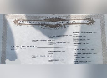 American Quarter Horse, Klacz, 5 lat, 153 cm, Ciemnogniada