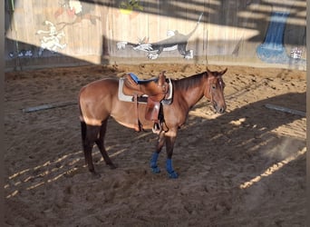 American Quarter Horse, Klacz, 5 lat, 153 cm, Ciemnokasztanowata