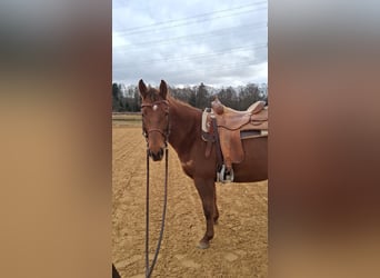 American Quarter Horse, Klacz, 5 lat, 153 cm, Ciemnokasztanowata