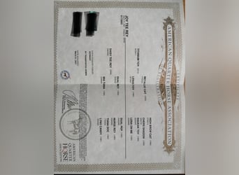 American Quarter Horse, Klacz, 5 lat, 153 cm, Kasztanowata