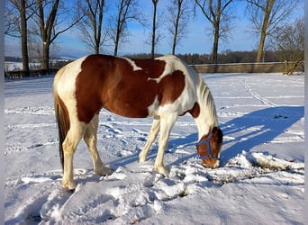 American Quarter Horse Mix, Klacz, 5 lat, 153 cm, Srokata