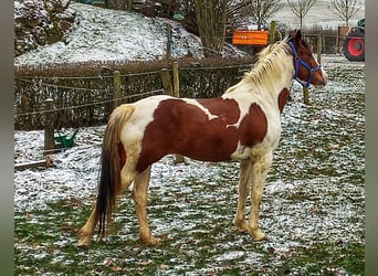 American Quarter Horse Mix, Klacz, 5 lat, 153 cm, Srokata