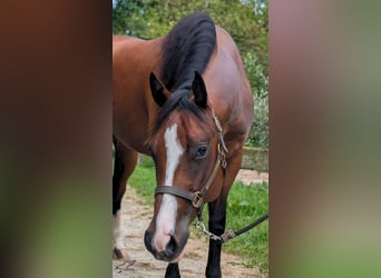 American Quarter Horse, Klacz, 5 lat, 154 cm, Gniada