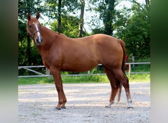 American Quarter Horse, Klacz, 5 lat, 154 cm, Kasztanowata