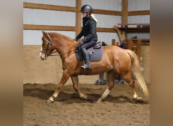 American Quarter Horse Mix, Klacz, 5 lat, 155 cm, Ciemnokasztanowata