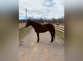 American Quarter Horse, Klacz, 5 lat, 155 cm, Gniada
