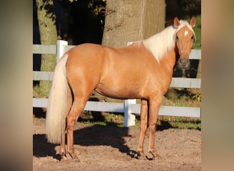 American Quarter Horse Mix, Klacz, 5 lat, 155 cm, Izabelowata