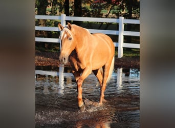 American Quarter Horse Mix, Klacz, 5 lat, 155 cm, Izabelowata