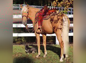 American Quarter Horse Mix, Klacz, 5 lat, 155 cm, Izabelowata