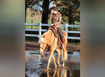 American Quarter Horse Mix, Klacz, 5 lat, 155 cm, Izabelowata