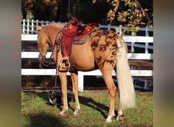 American Quarter Horse Mix, Klacz, 5 lat, 155 cm, Izabelowata