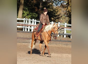 American Quarter Horse Mix, Klacz, 5 lat, 155 cm, Izabelowata