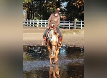 American Quarter Horse Mix, Klacz, 5 lat, 155 cm, Izabelowata