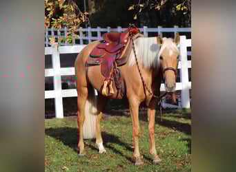 American Quarter Horse Mix, Klacz, 5 lat, 155 cm, Izabelowata